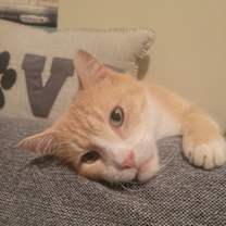 Thumbnail photo of Clyde #1