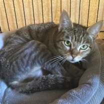 Thumbnail photo of Violet #1