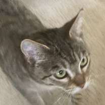 Thumbnail photo of Violet #3