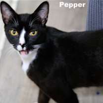 Thumbnail photo of Pepper (Napa HM) #3