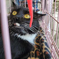 Thumbnail photo of Lovena #4