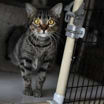Thumbnail photo of Miss Kitty #3
