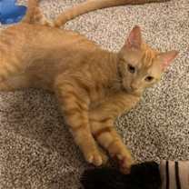 Thumbnail photo of Sugar #2