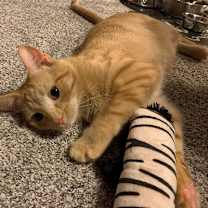 Thumbnail photo of Spice #3