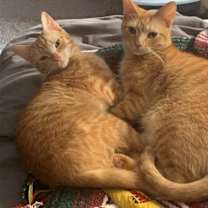Thumbnail photo of Spice #4