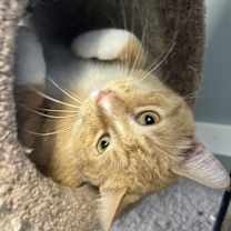 Thumbnail photo of Morris #1