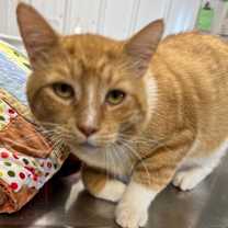 Thumbnail photo of Morris #2