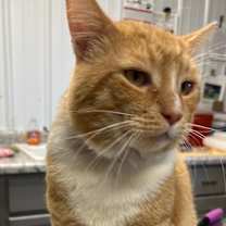 Thumbnail photo of Morris #3