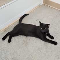 Thumbnail photo of Rascal #1