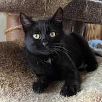 Thumbnail photo of MIDNIGHT #2