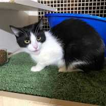 Thumbnail photo of Lilly (Napa Christina) #2