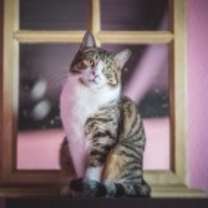 Thumbnail photo of Rhea #2