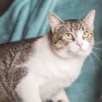 Thumbnail photo of Wrangler #2