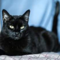 Thumbnail photo of Charlie #1