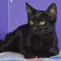 Thumbnail photo of Charlie #2