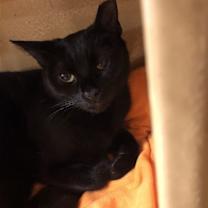 Thumbnail photo of Susie Q #1