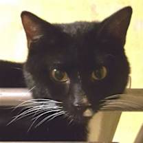Thumbnail photo of Echo #1