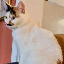 Thumbnail photo of Brie 04-4279 #1