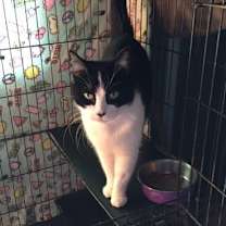 Thumbnail photo of Cookie #1