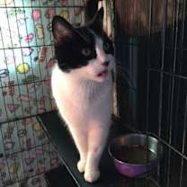 Thumbnail photo of Cookie #2