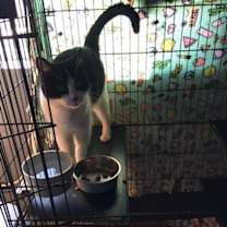 Thumbnail photo of Cookie #3