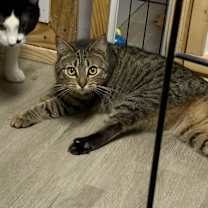 Thumbnail photo of Dottie #2