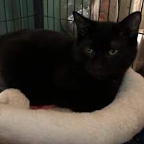 Thumbnail photo of Bagheera #2