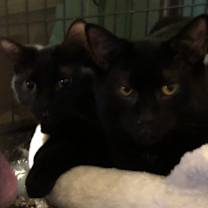 Thumbnail photo of Bagheera #3