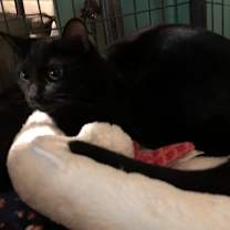 Thumbnail photo of Gypsy #1