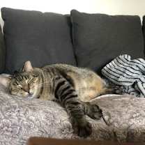 Thumbnail photo of Montgomery *MUST BE ADOPTED WI #1