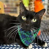 Thumbnail photo of Oliver Tuxedo #2