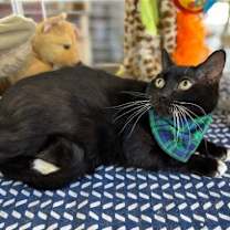 Thumbnail photo of Oliver Tuxedo #3