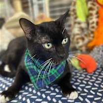 Thumbnail photo of Oliver Tuxedo #4