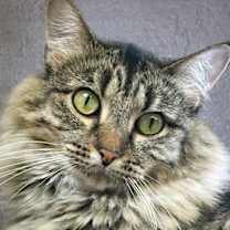 Thumbnail photo of Decklin #1