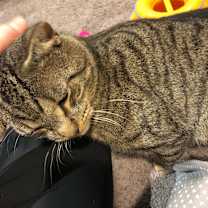 Thumbnail photo of Clove #4