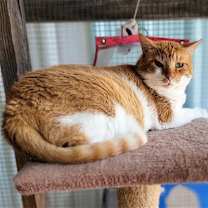 Thumbnail photo of Leo #2