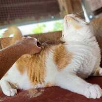 Thumbnail photo of Leo #3