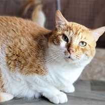 Thumbnail photo of Leo #4