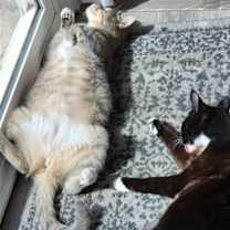 Thumbnail photo of Pepper (Napa HM) #4