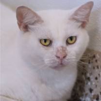 Thumbnail photo of Athena #1