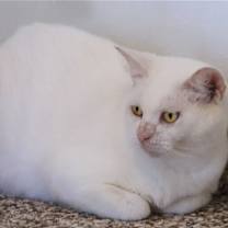 Thumbnail photo of Athena #2