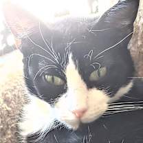 Thumbnail photo of Tallulah #1