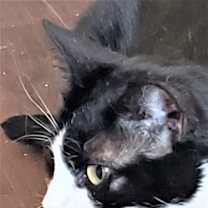Thumbnail photo of Tallulah #2