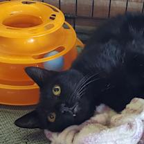 Thumbnail photo of Hildy #2