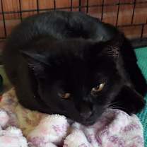Thumbnail photo of Hildy #3