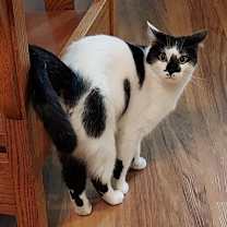 Thumbnail photo of Clover #1