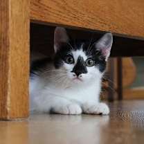 Thumbnail photo of Clover #3