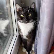 Thumbnail photo of Joanie #2