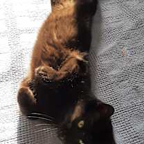 Thumbnail photo of Inky #3