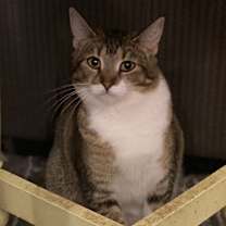 Thumbnail photo of Tawny #1